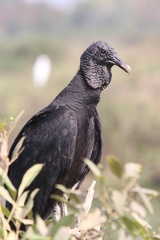 Urubu noir Coragyps atratus - Black Vulture