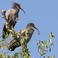 Ibis plombé Theristicus caerulescens - Plumbeous Ibis
