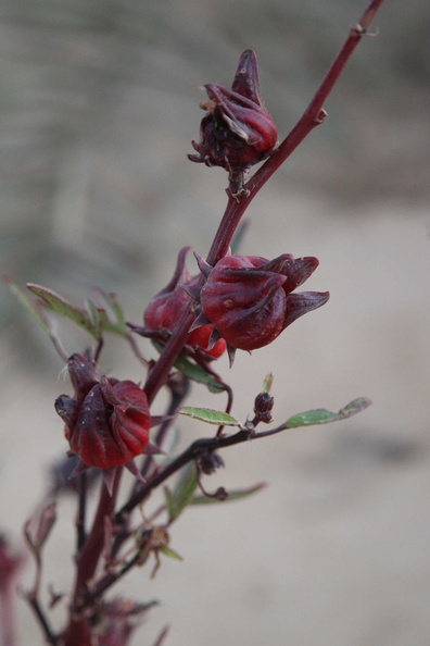 Hibiscus sabdariffa - oseille de guinée