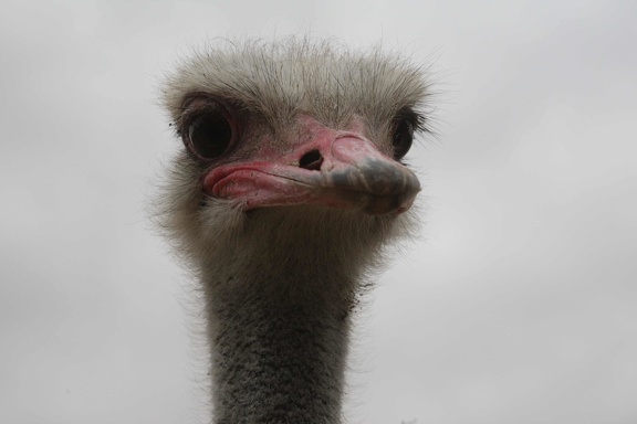 Autruche d'Afrique Struthio camelus - Common Ostrich