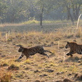Tigre du Bengale  (Panthera tigris tigris)