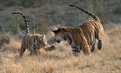 Tigre du Bengale  (Panthera tigris tigris)
