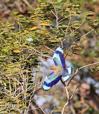 Rollier indien Coracias benghalensis - Indian Roller