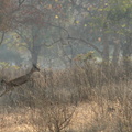 Panna : Gazelle Chinkara - (Indian Gazelle - Gazella gazella)