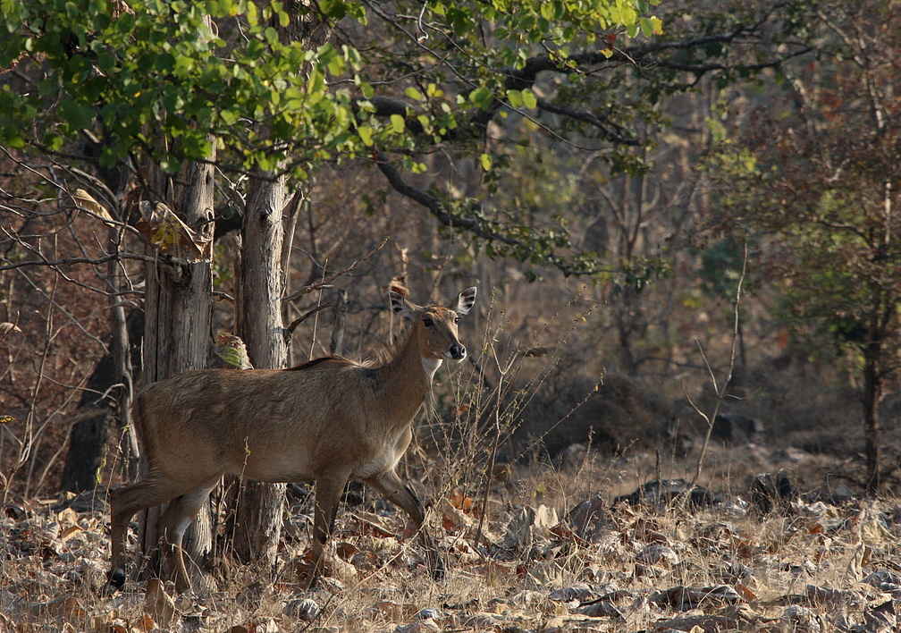 Panna : Antilope nilgaut (Boselaphus tragocamelus)