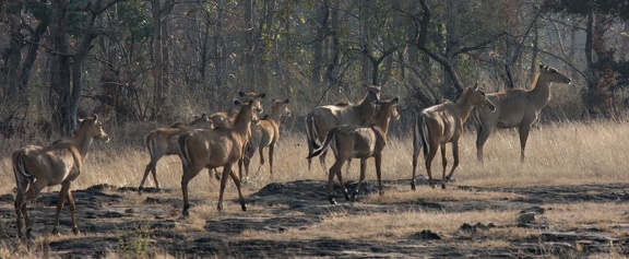 Panna : Antilope nilgaut (Boselaphus tragocamelus)