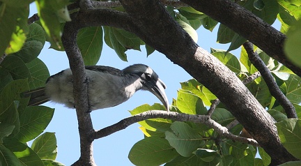 Agra : Calao de Gingi Ocyceros birostris - Indian Grey Hornbill