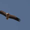 Orchha : Vautour percnoptère Neophron percnopterus - Egyptian Vulture