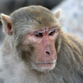 macaque rhésus (Macaca mulatta), singe rhésus, bandar