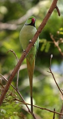 Perruche à collier Psittacula krameri - Rose-ringed Parakeet