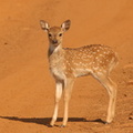 cerf axis - chital