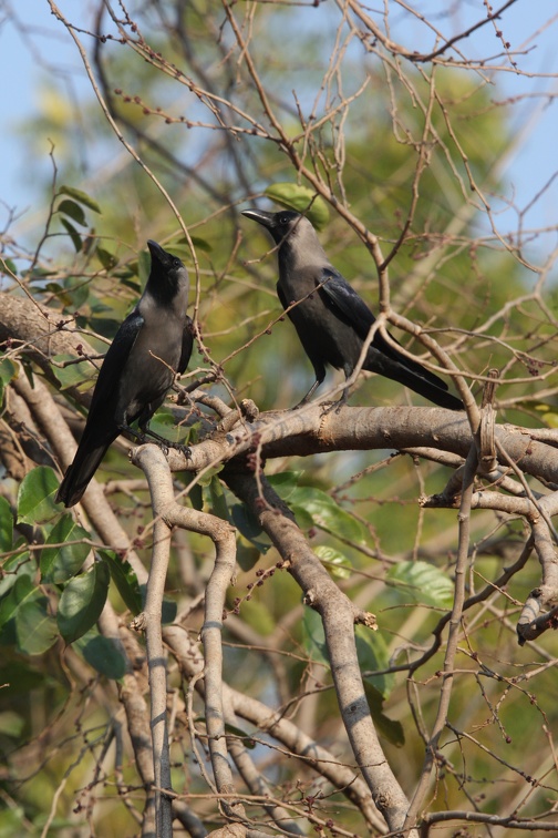 Corbeau familier Corvus splendens - House Crow