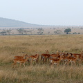 Impala , Aepyceros melampus troupeau