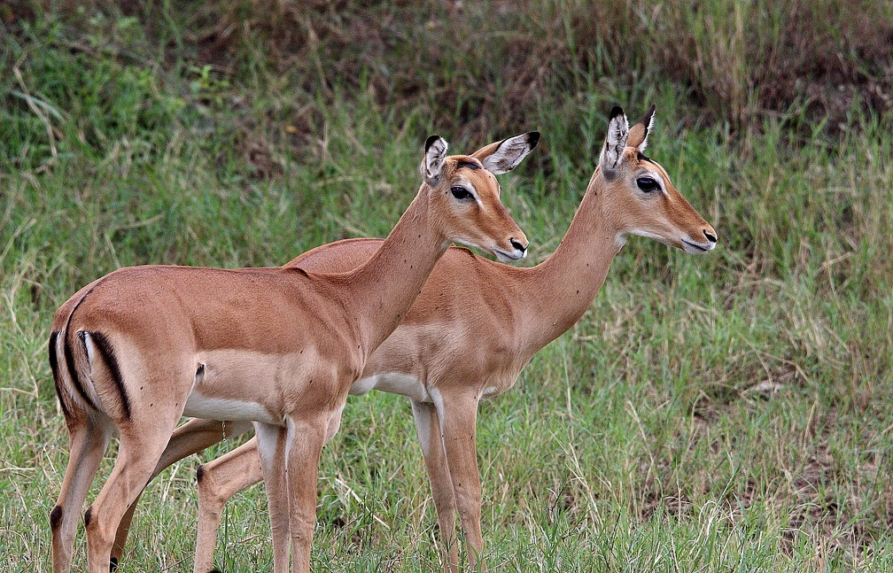 Impala femelle, Aepyceros melampus