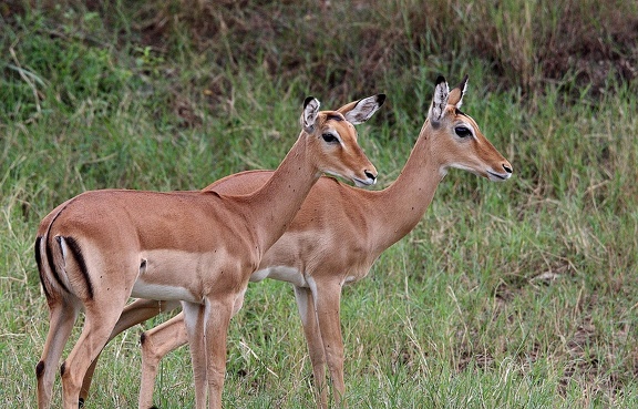 Impala femelle, Aepyceros melampus