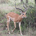 Impala mâle, Aepyceros melampus