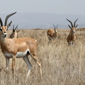 gazelle de Grant, Gazella granti