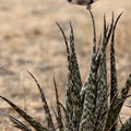 Eurocéphale à couronne blanche Eurocephalus anguitimens - Southern White-crowned Shrike