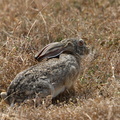 lièvre du Cap (Lepus capensis)