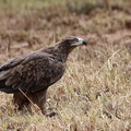 Aigle ravisseur, Aquila rapax, Tawny Eagle, famille : Accipitridae