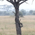 Léopard / Panthère - (Baghera - Panthera pardus)