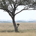 Léopard / Panthère - (Baghera - Panthera pardus)