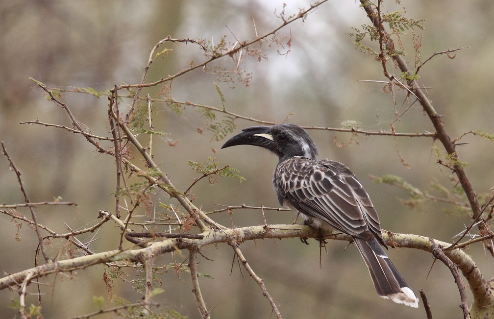 Calao à bec noir Lophoceros nasutus - African Grey Hornbill