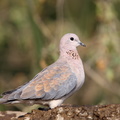 Tourterelle maillée Spilopelia senegalensis - Laughing Dove