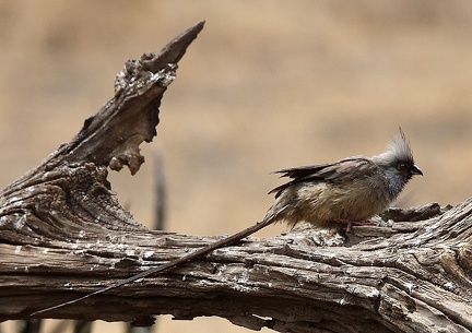 Coliou rayé Colius striatus - Speckled Mousebird