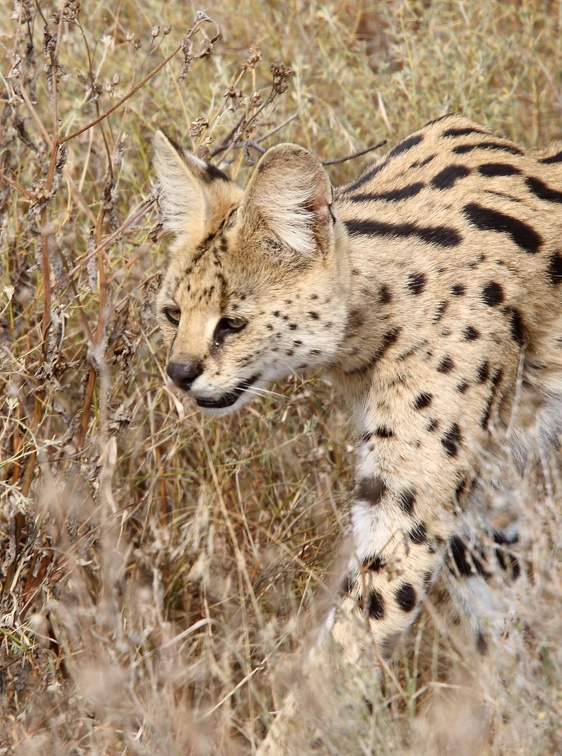 serval