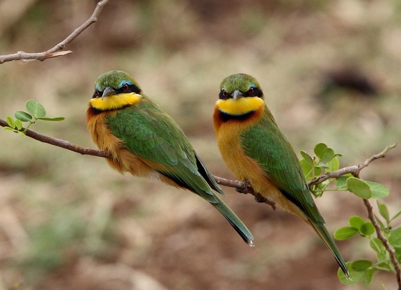 Guêpier nain Merops pusillus - Little Bee-eater