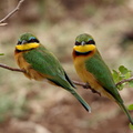 Guêpier nain Merops pusillus - Little Bee-eater