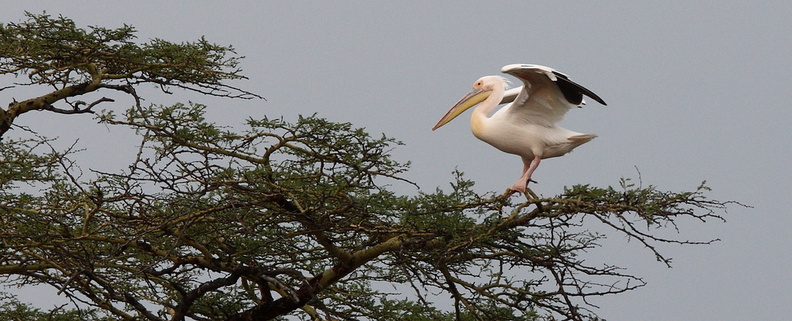 Pélican blanc - Pelecanus onocrotalus - Great White Pelican
