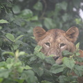 Lion, Panthera leo