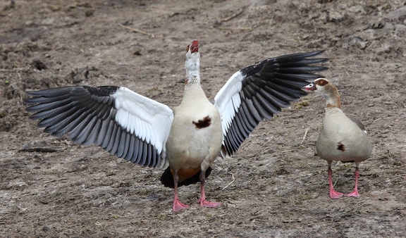 Ouette d'Égypte Alopochen aegyptiaca - Egyptian Goose