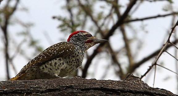 Pic de Nubie - Campethera nubica Nubian Woodpecker