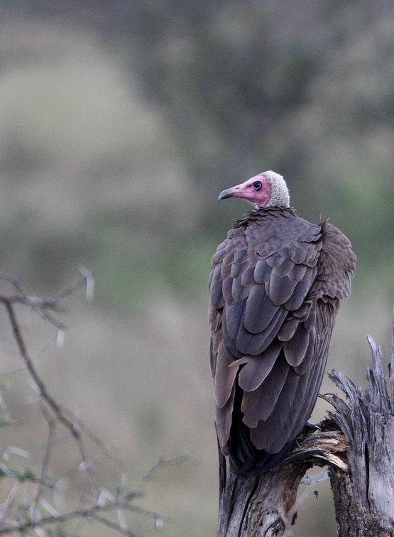 Vautour charognard Necrosyrtes monachus - Hooded Vulture