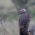 Vautour charognard Necrosyrtes monachus - Hooded Vulture