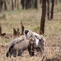 Vautour africain Gyps africanus - White-backed Vulture