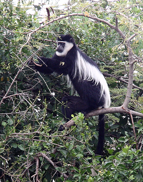 Colobus guereza, le colobe guéréza ou guéréza du Kilimandjaro 