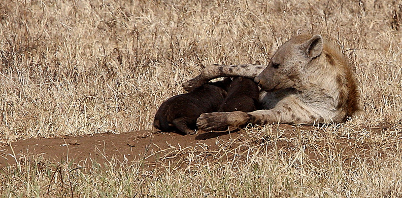 Hyène tachetée, Crocuta crocuta