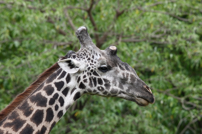 Girafe masaï, Giraffa camelopardalis tippelskirchi
