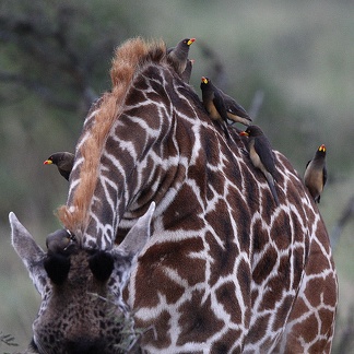 Girafe masaï, Giraffa camelopardalis tippelskirchi et Piqueboeuf à bec jaune Buphagus africanus - Yellow-billed Oxpecker