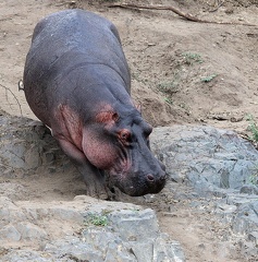 hippopotame