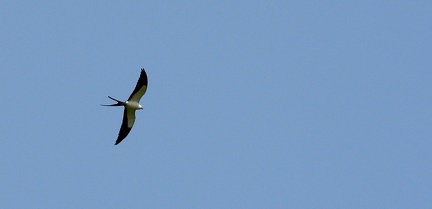 Milan à queue fourchue Elanoides forficatus - Swallow-tailed Kite