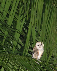 Effraie d'Amérique Tyto furcata - American Barn Owl