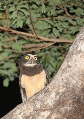 Chouette à lunettes Pulsatrix perspicillata - Spectacled Owl