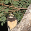 Chouette à lunettes Pulsatrix perspicillata - Spectacled Owl