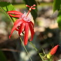 Passiflora vitifolia. Passiflore rouge ou passiflore à feuilles de vigne