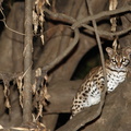 margay, chat-tigre, chat sauvage de la Nouvelle Espagne (Leopardus wiedii)